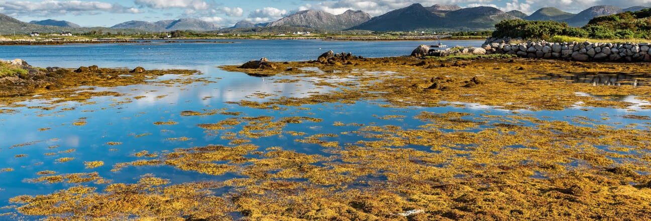 Free tours y visitas guiadas en Irlanda