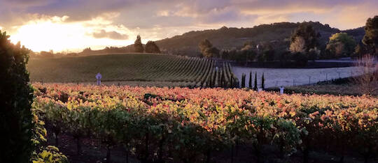 napa valley tours en espanol