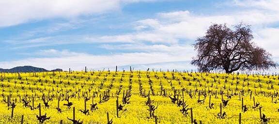 napa valley tours in spanish