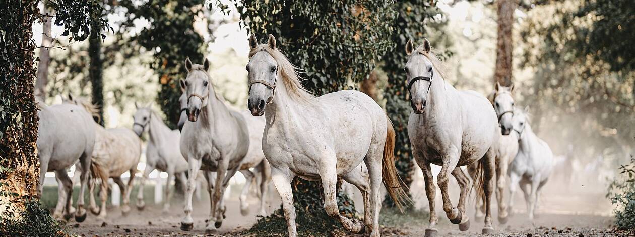 Spanish Riding School Tour