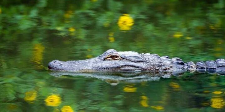 Tour de los Everglades en español