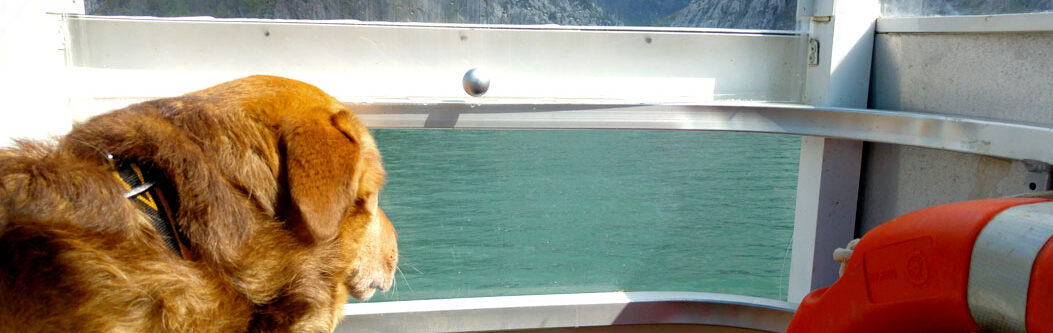 Viajes organizados con perros