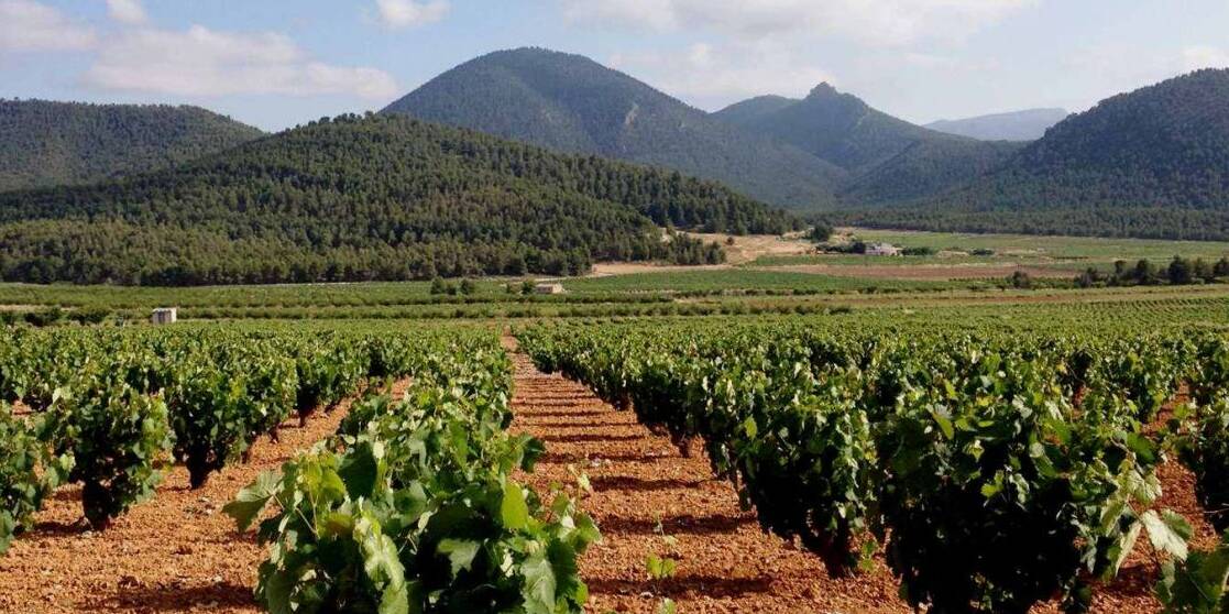 Visita guiada a la bodega Juan Gil