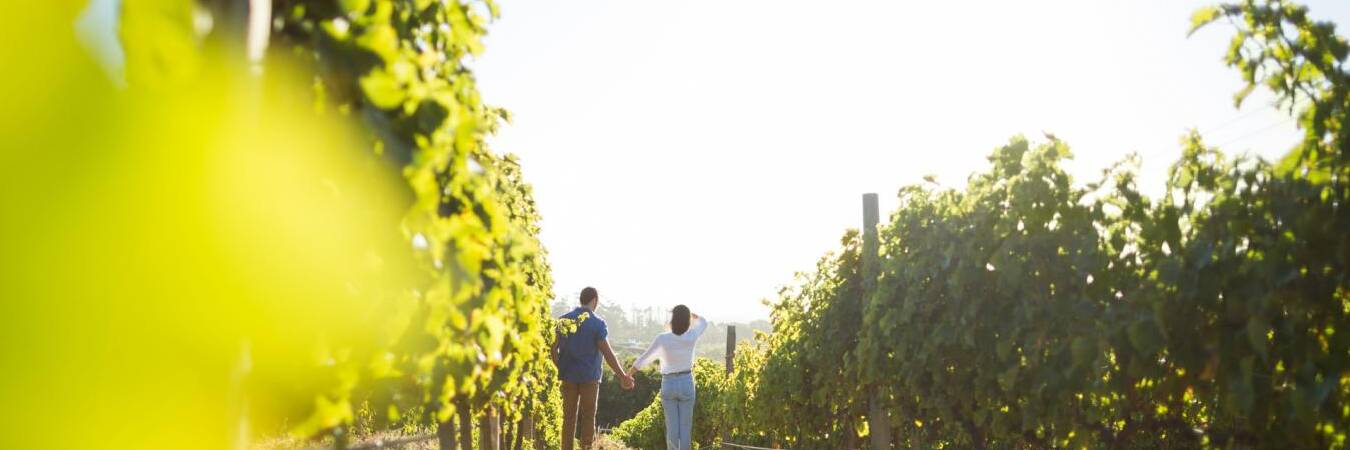 visitas guiadas a bodegas en la rioja